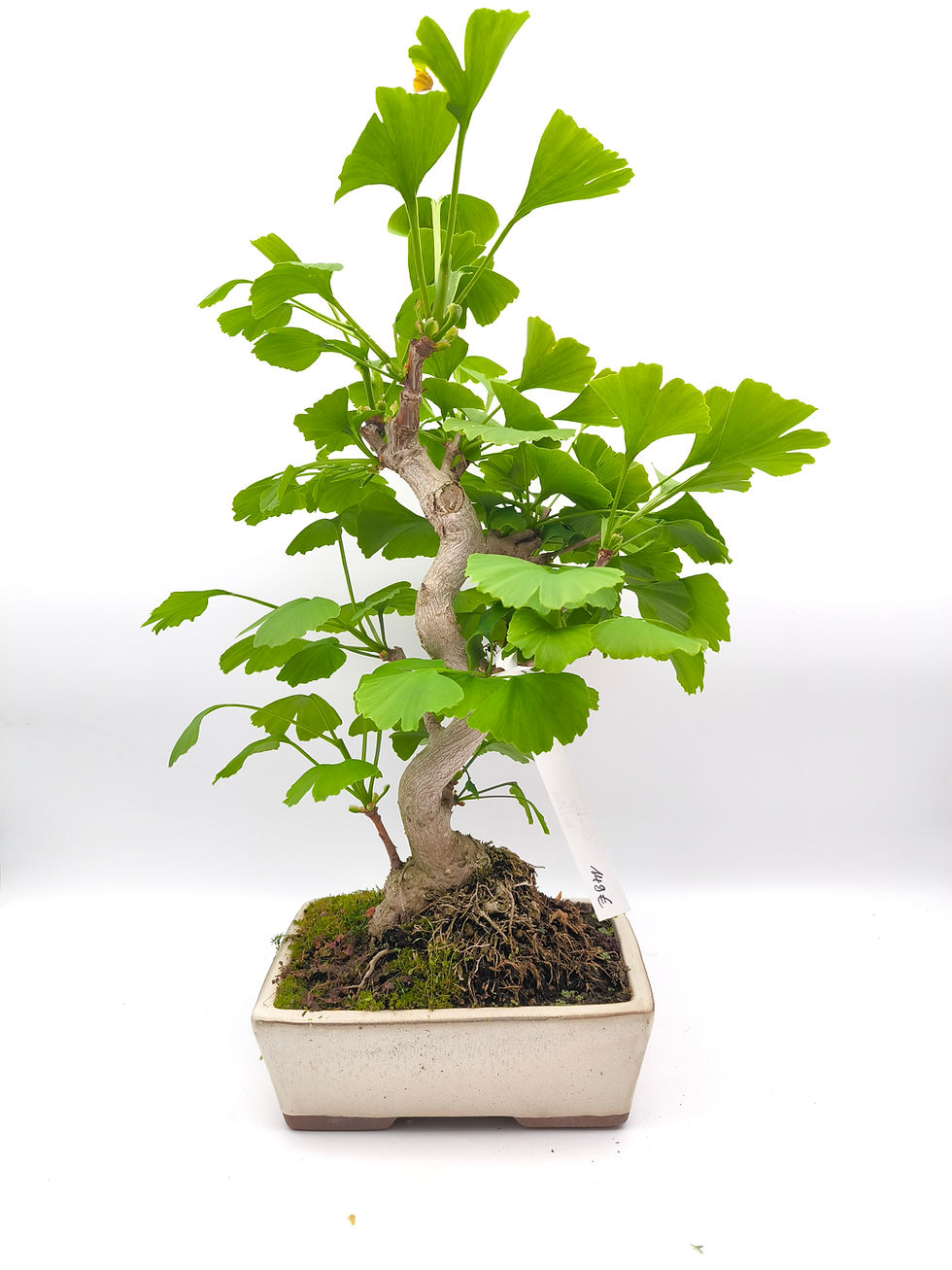 Ginkgo - Ginkgo biloba, 13 Jahre, Bonsai/ Rohling