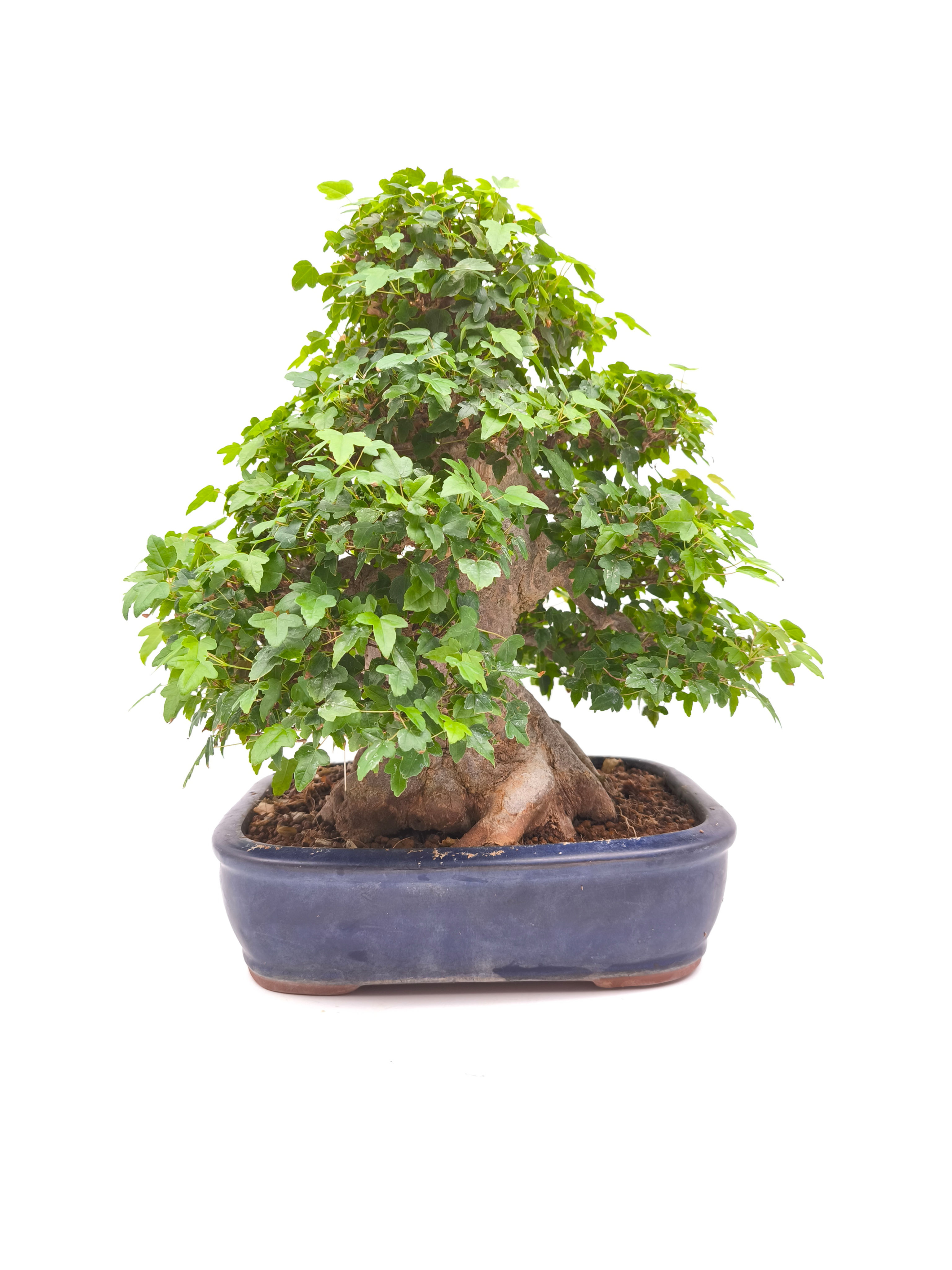Dreispitz-Ahorn - Acer buergerianum, Bonsai