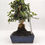 Miniaturbild: Wild-Olive - Olea europaea var. sylvestris, 11 Jahre, Bonsai/ Rohling