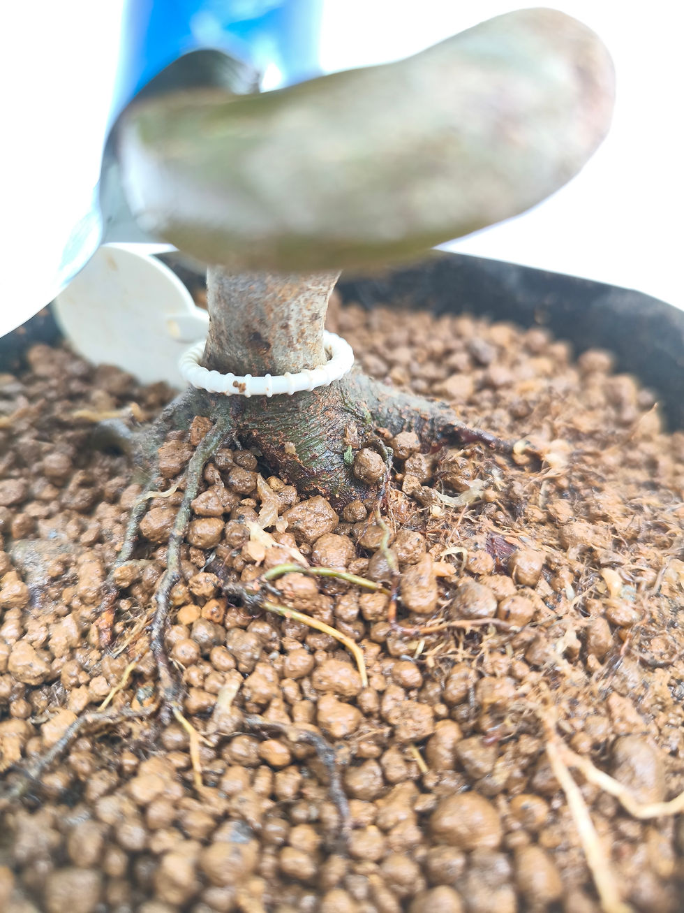 Miniaturbild: Dreispitz-Ahorn - Acer buergerianum, Bonsai/ Shohin
