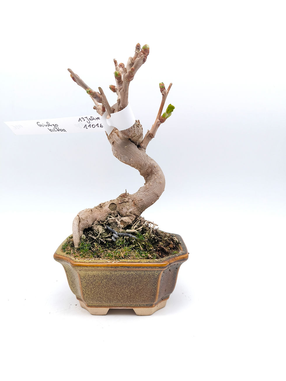 Ginkgo - Ginkgo biloba, 13 Jahre, Bonsai/ Shohin