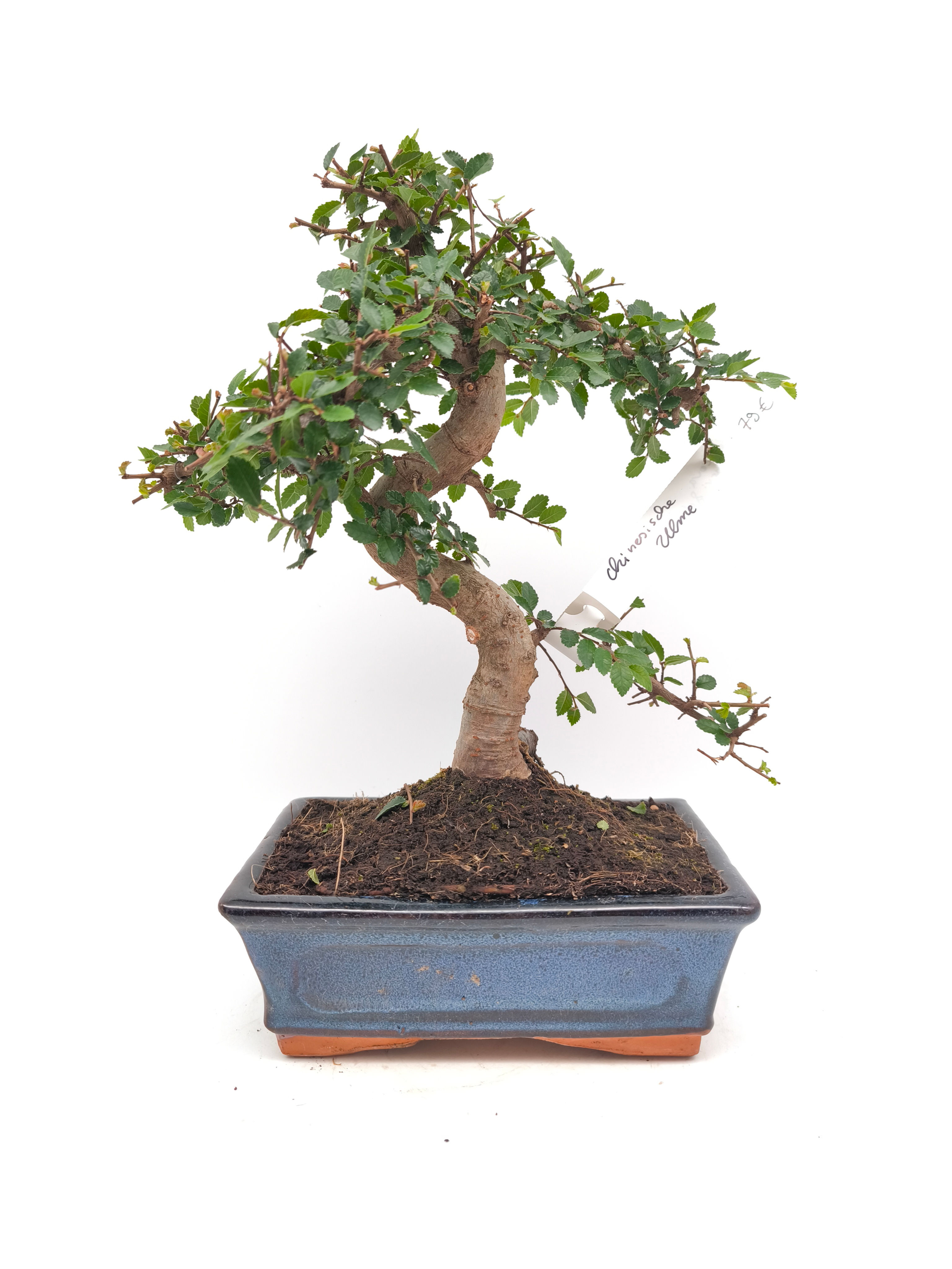Chinesische Ulme - Zelkova parvifolia, 8 Jahre, Bonsai/ Rohling