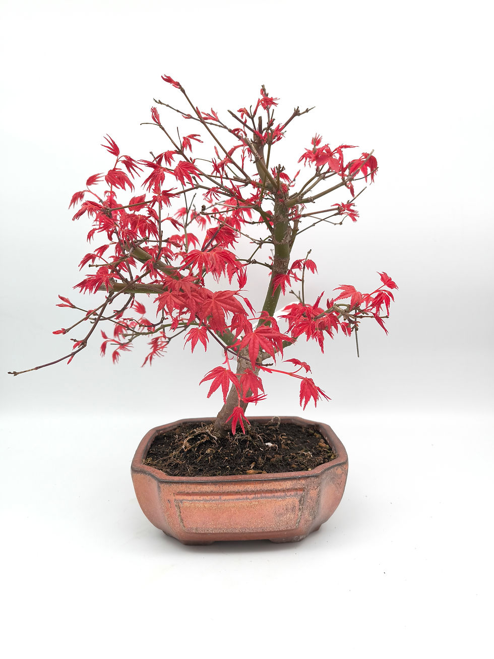 Rotaustreibender Fächerahorn - Acer palmatum 'Deshojo', 14 Jahre, Bonsai/Rohling