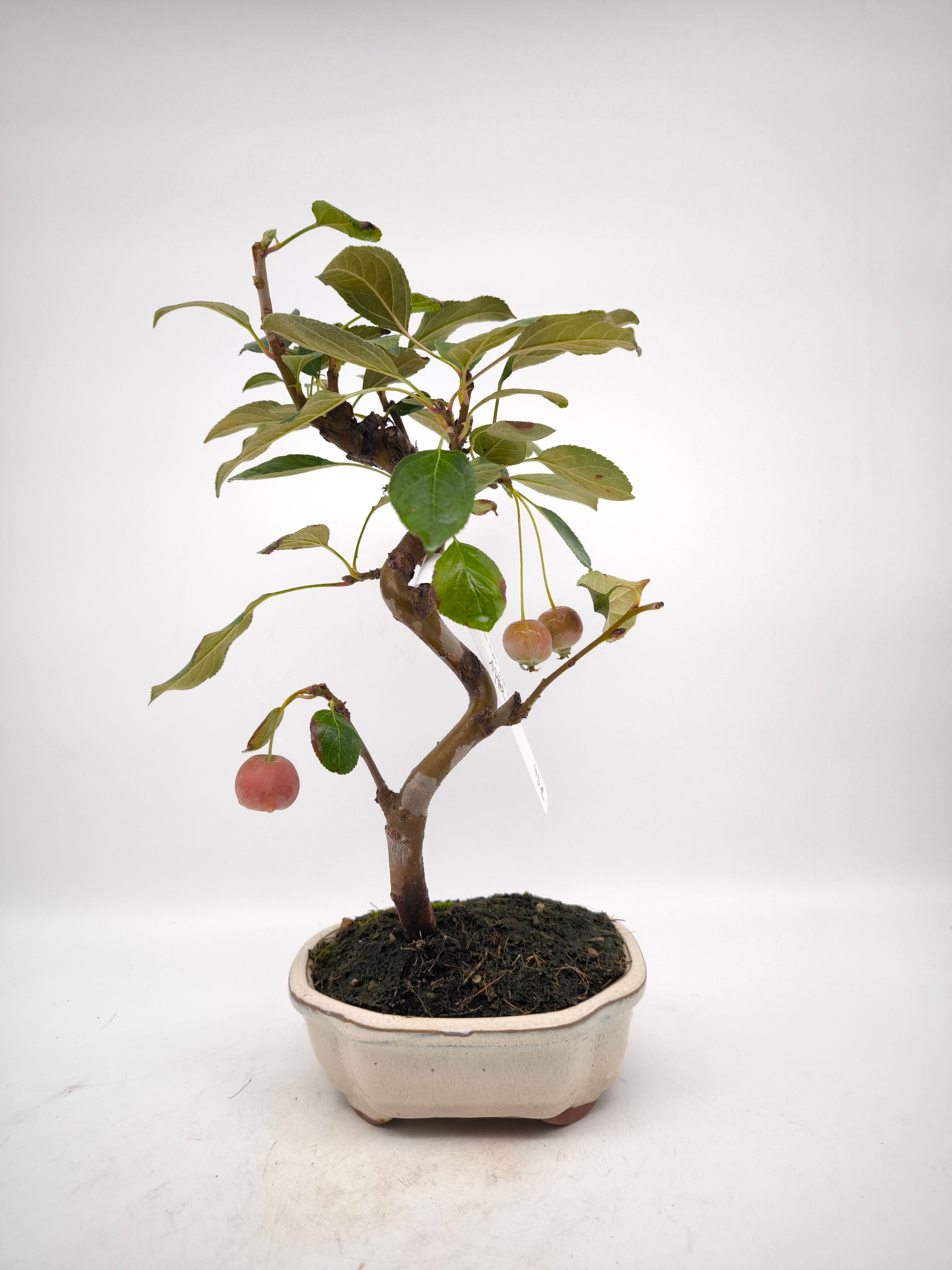 Chinesischer Apfel - Malus spectabilis, 7 Jahre, Bonsai/ Rohling