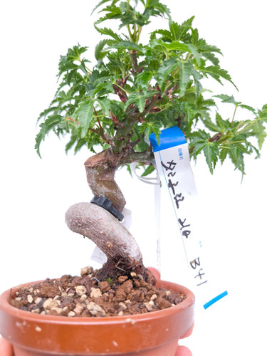 trauerweide bonsai weide Korkenzieher-Weide 'Tortuosa' - Salix babylonica tortuosa