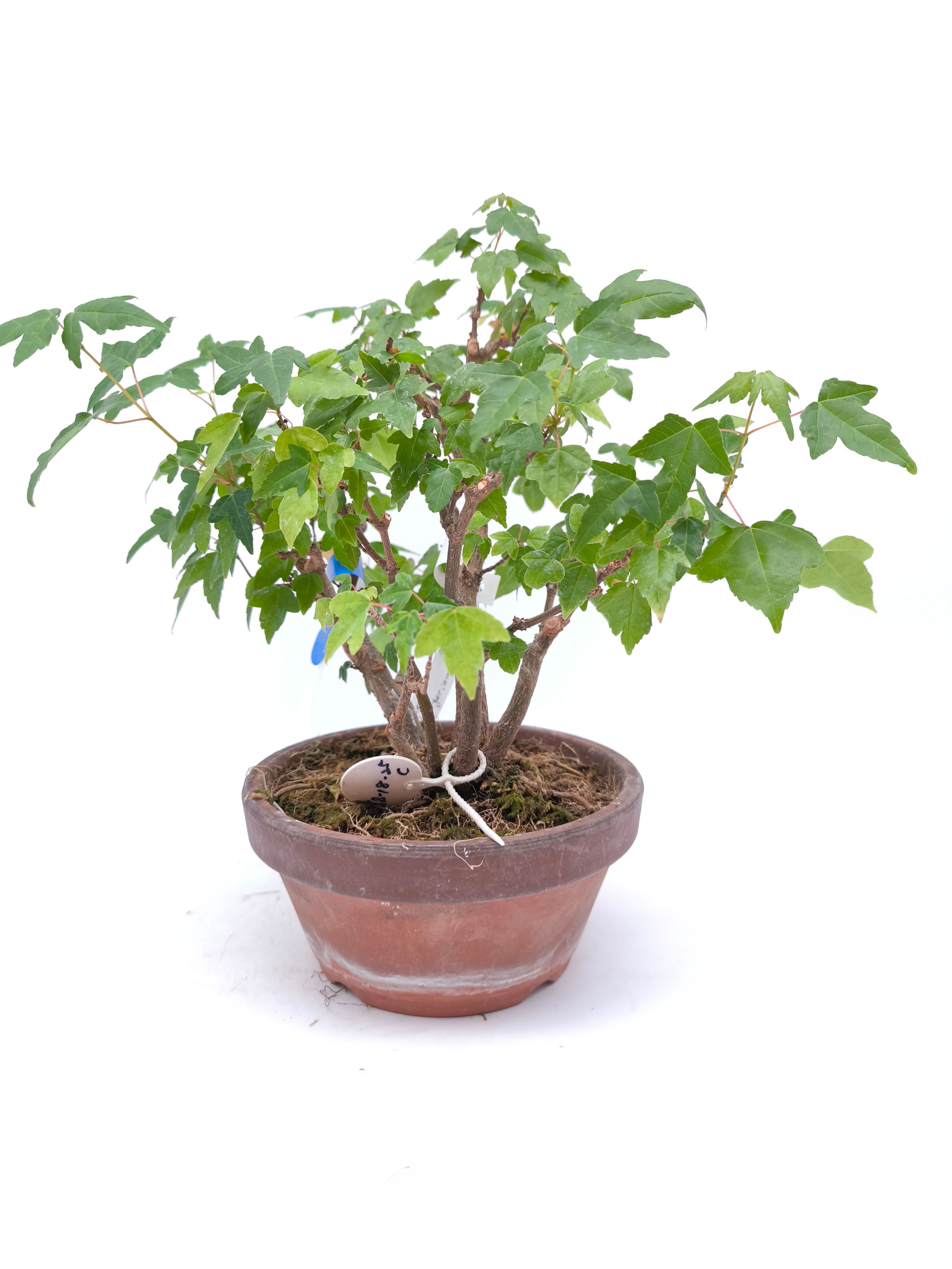 Dreispitz-Ahorn - Acer buergerianum, Bonsai/ Shohin
