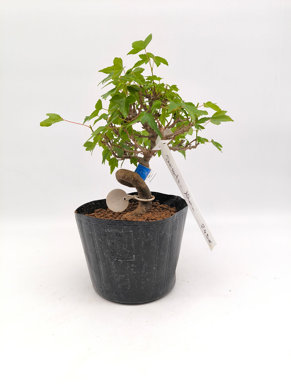 Dreispitz-Ahorn - Acer buergerianum, Bonsai/ Shohin