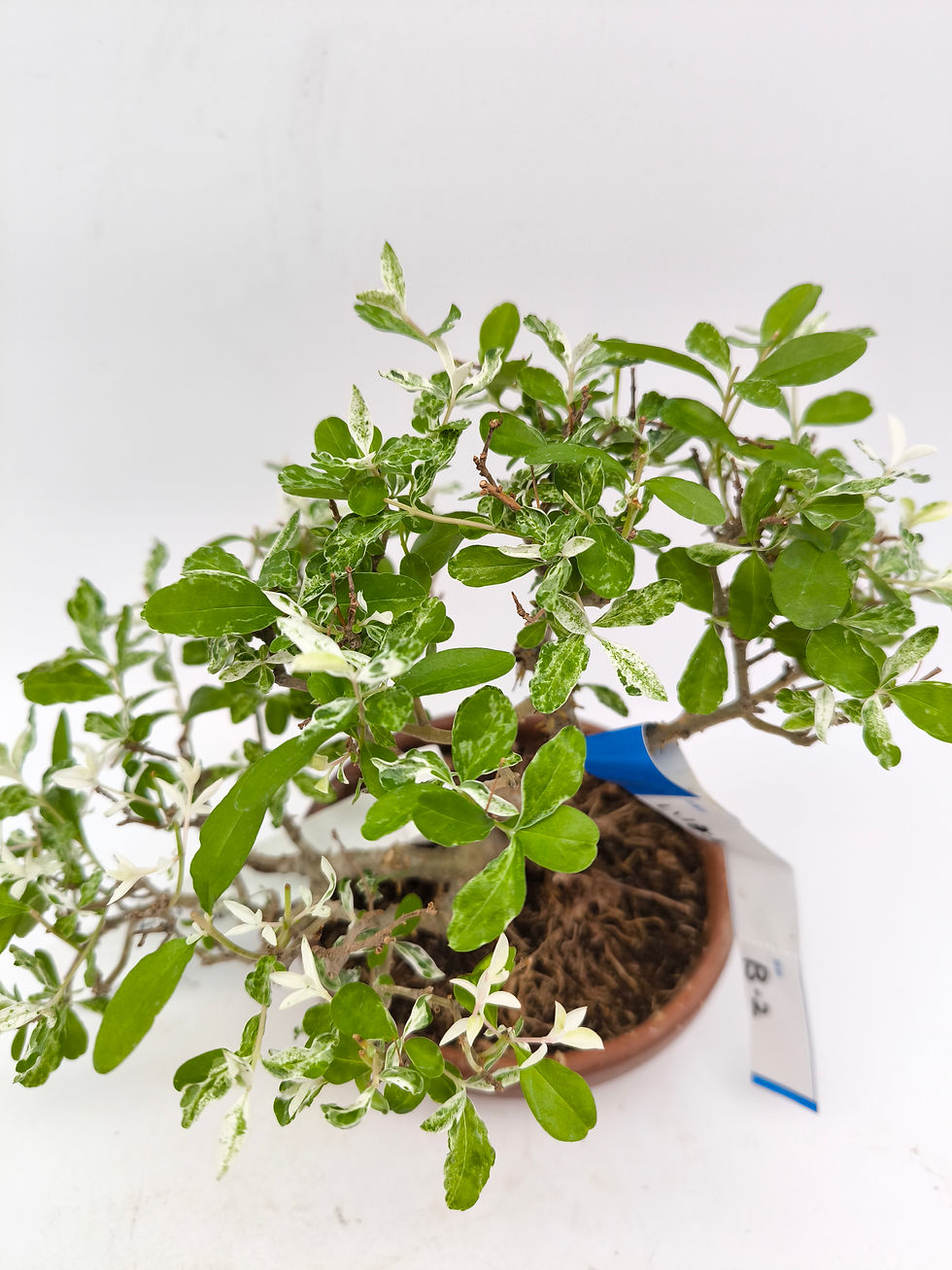 Miniaturbild: Chinesischer Liguster - Ligustrum sinense 'Variegatum', Bonsai/ Shohin