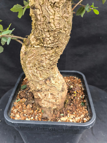 Kork-Eiche - Quercus suber - Bonsai, 27 Jahre | Black Label Bonsai