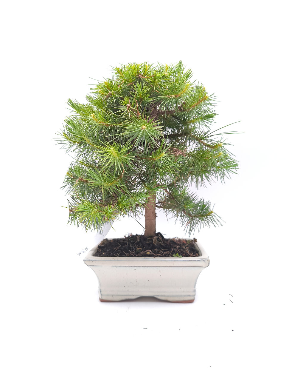 Aleppo-Kiefer - Pinus halepensis, 8 Jahre, Bonsai/ Rohling