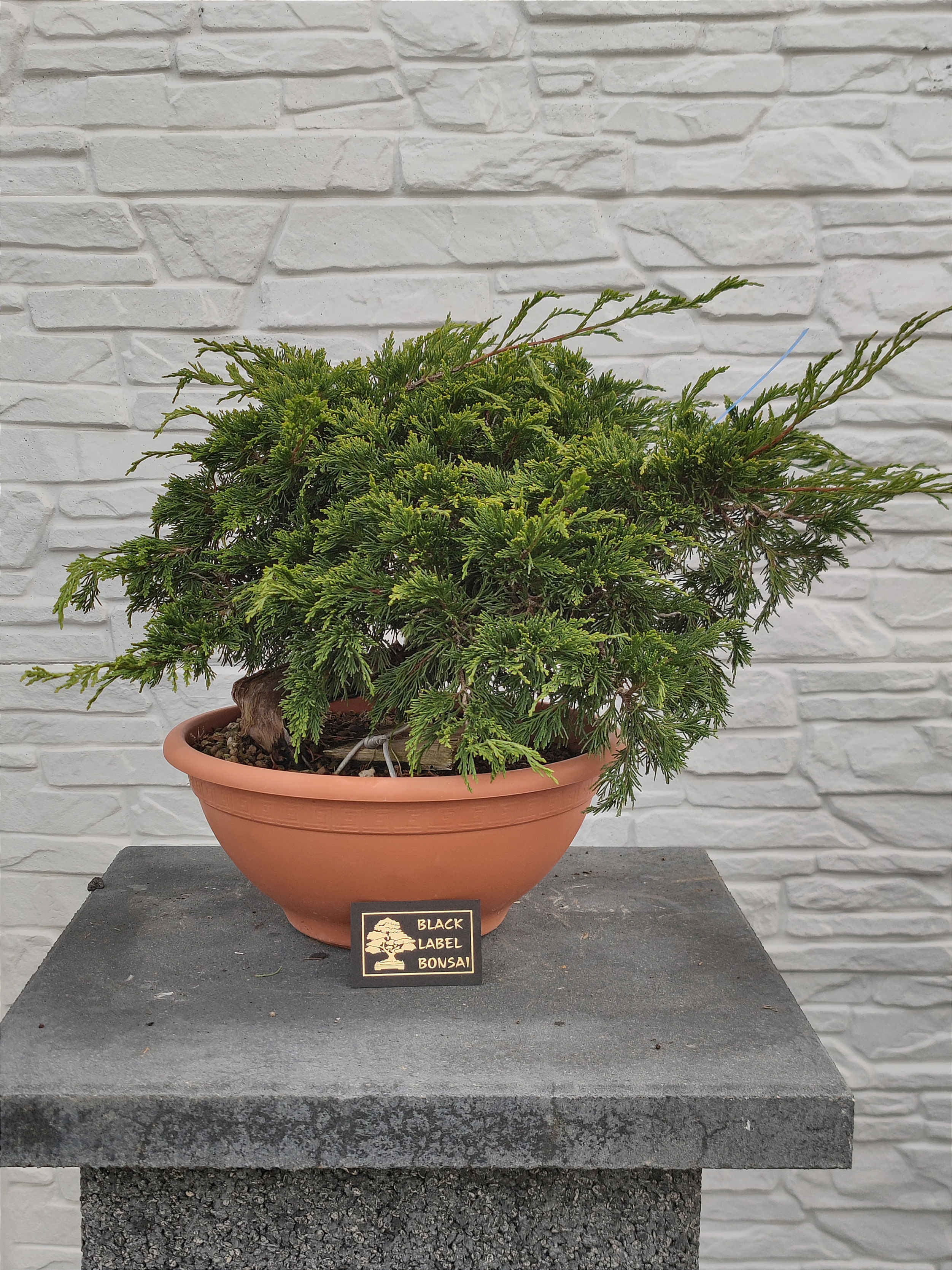 Sadebaum/ Sabina-Wacholder - Juniperus sabina, Yamadori