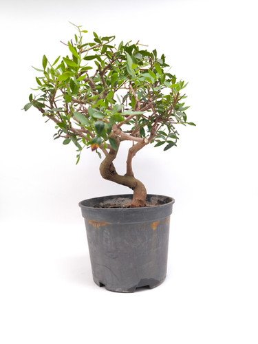 mineralisches substrat bonsai Bonsai-Substrat  mineralische Mischung fr flache Gefe