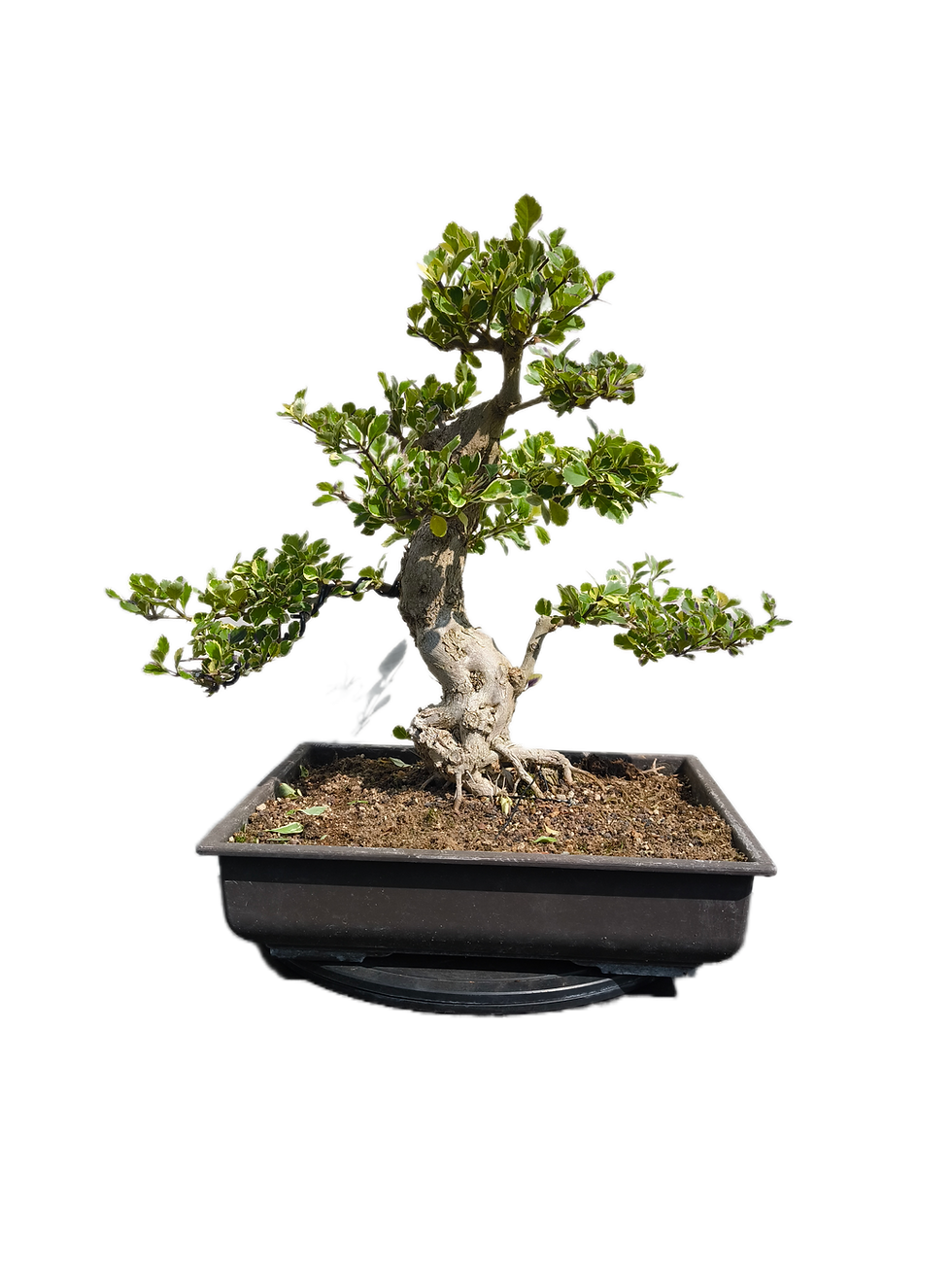 Buntblättrige Taubenbeere - Duranta repens variegata, 25 Jahre, Bonsai/ Rohling