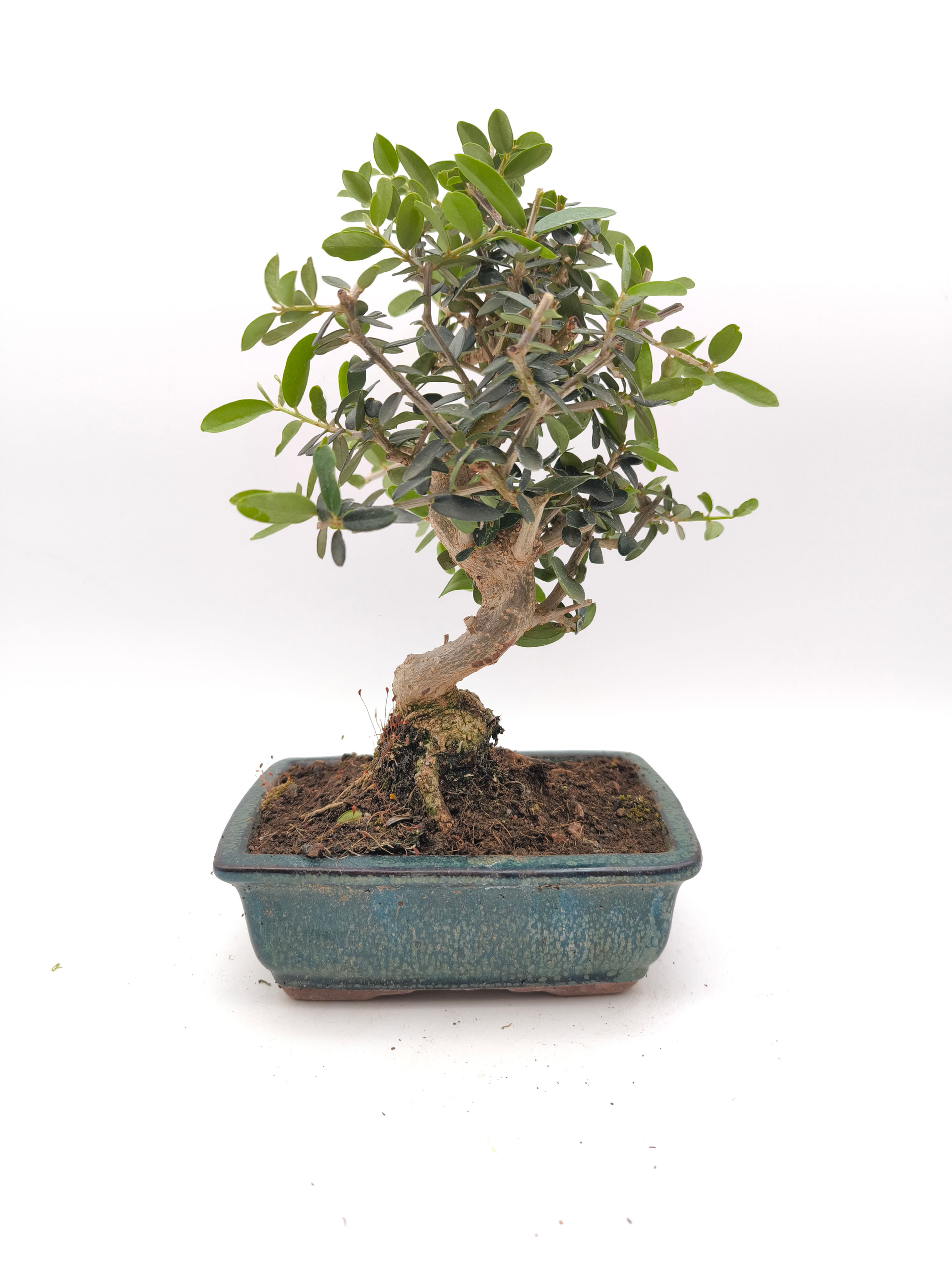 Wild-Olive - Olea europaea var. sylvestris, 9 Jahre, Bonsai/ Rohling