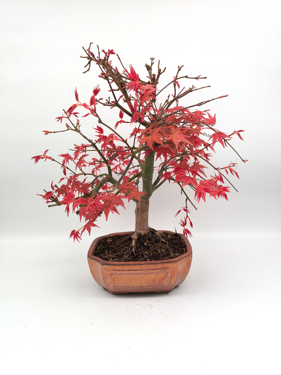 Rotaustreibender Fächerahorn - Acer palmatum 'Deshojo', 14 Jahre, Bonsai/Rohling