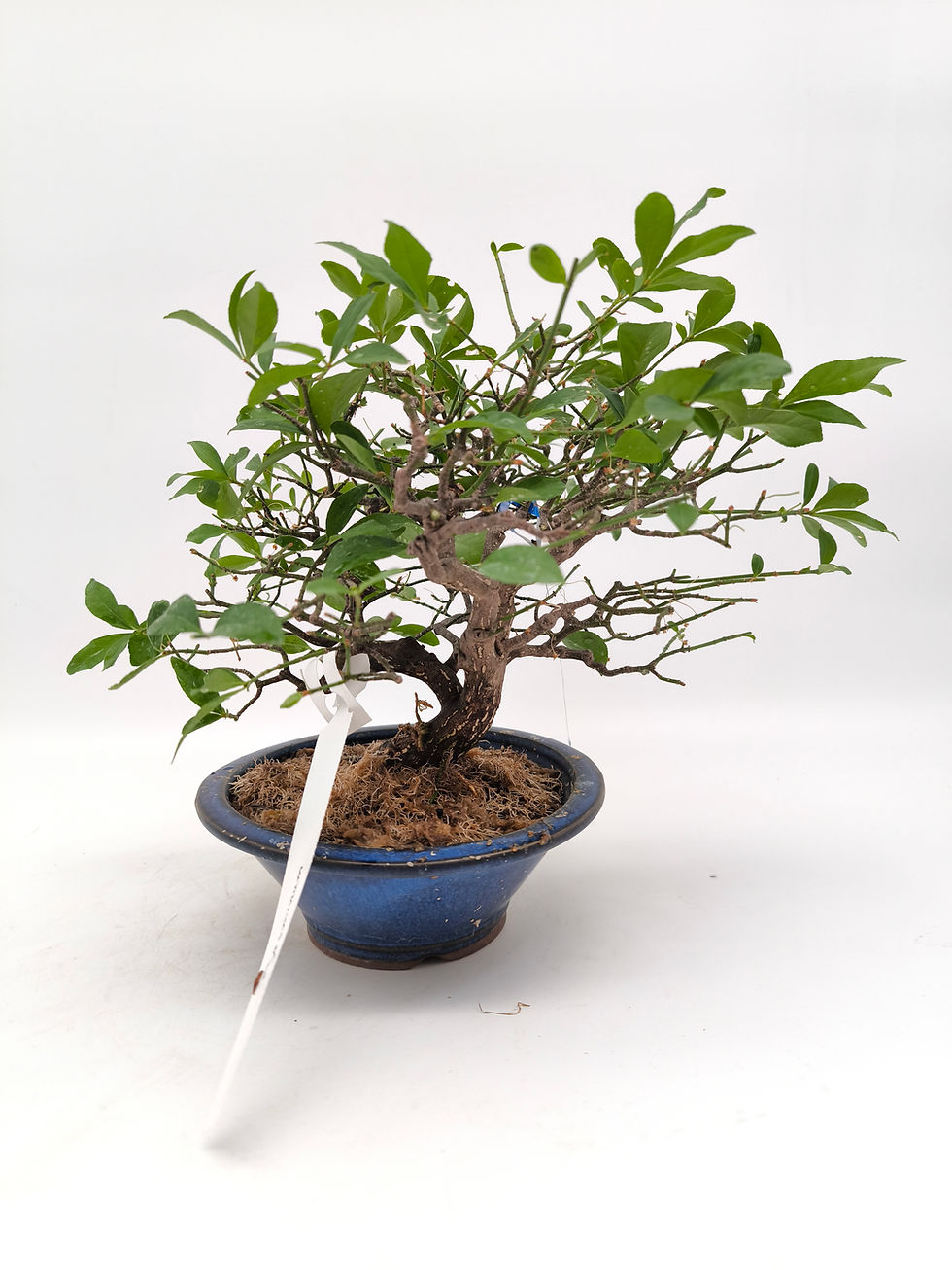 Jasmin - Jasminum, Bonsai/ Shohin