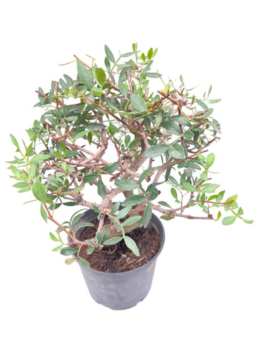little agave Evergreen Agave Macroacantha | Premium Quality main image 1