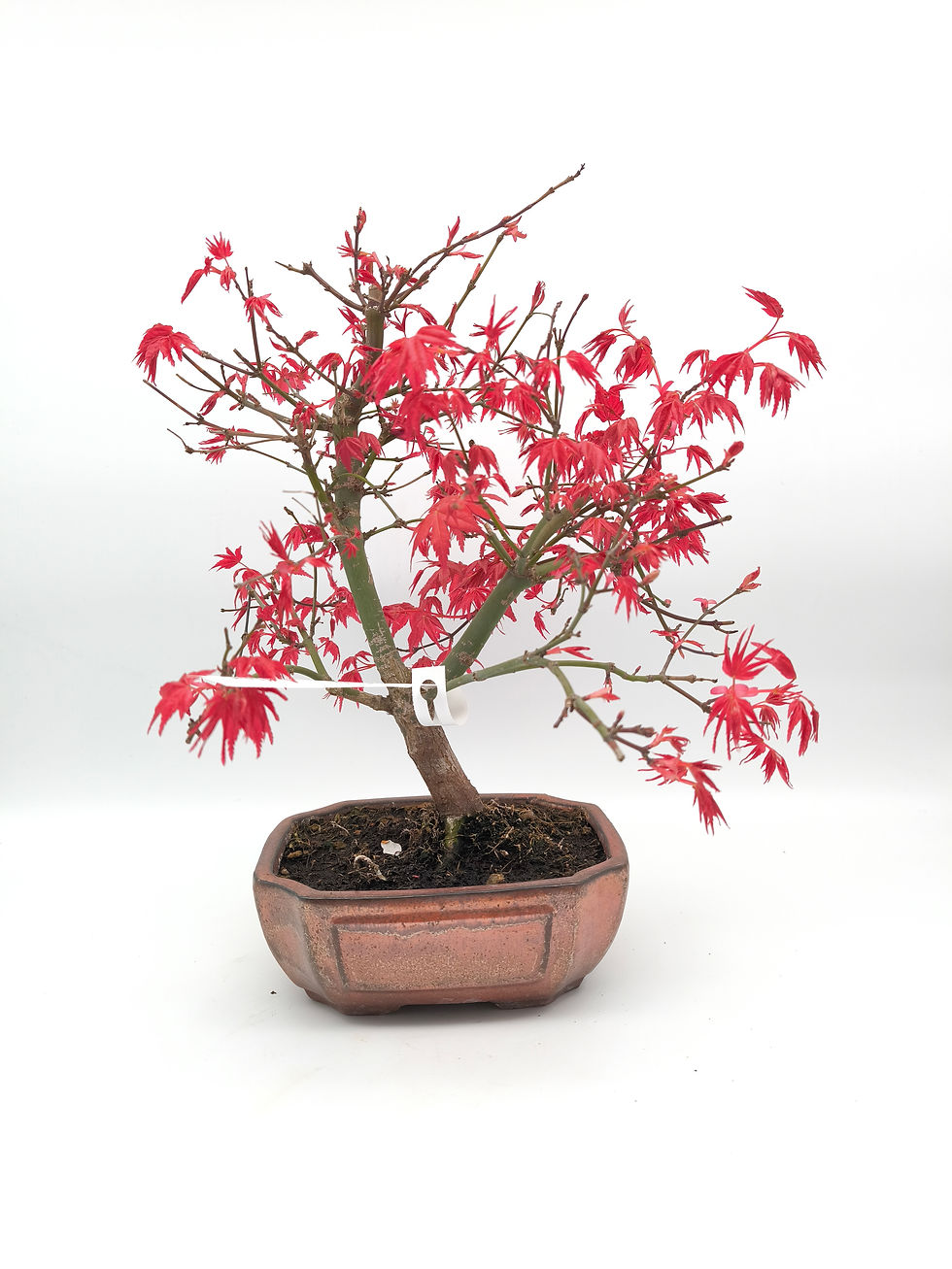 Rotaustreibender Fächerahorn - Acer palmatum 'Deshojo', 14 Jahre, Bonsai/Rohling