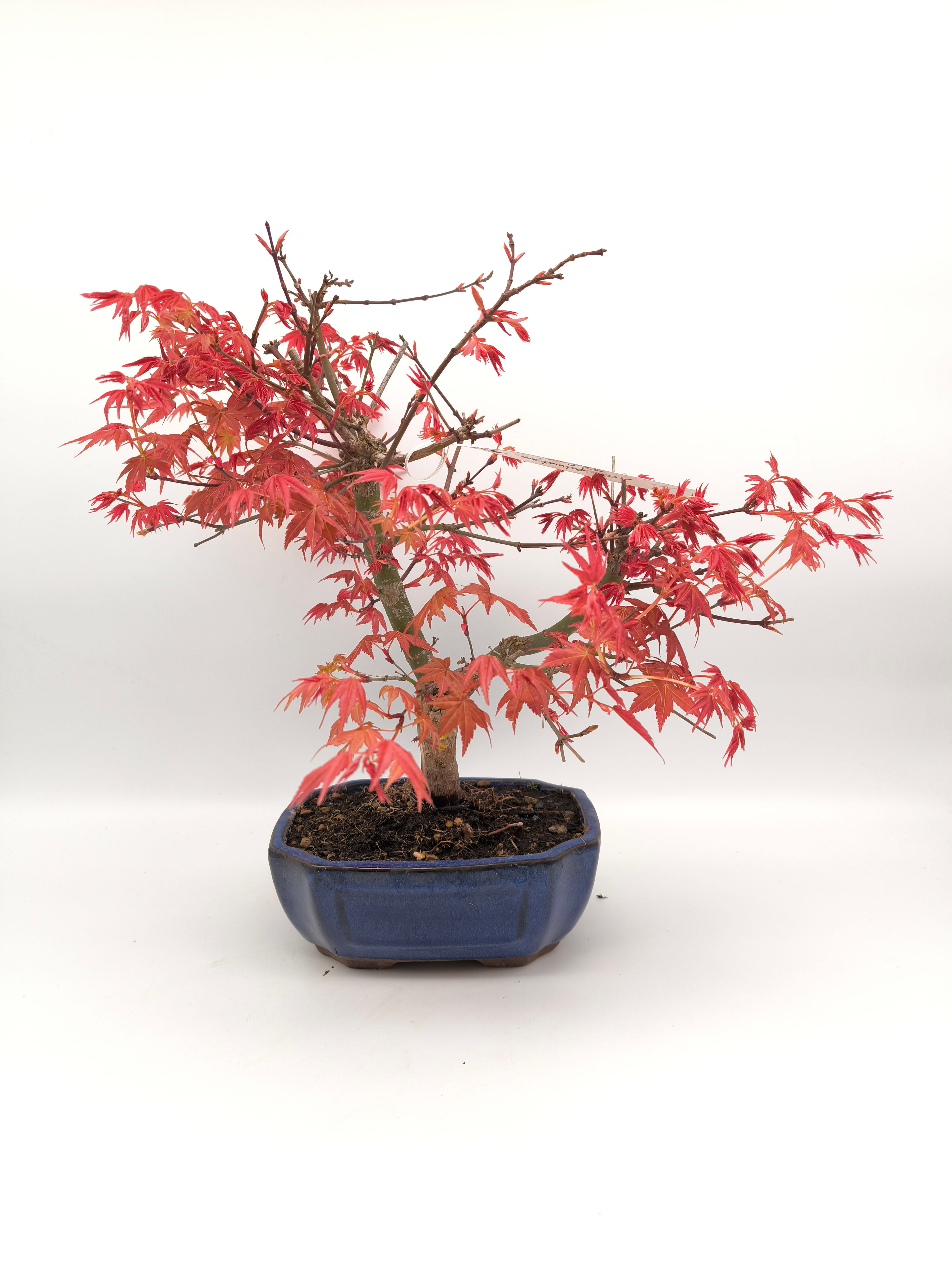 Rotaustreibender Fächerahorn - Acer palmatum 'Deshojo', 14 Jahre, Bonsi/ Rohling