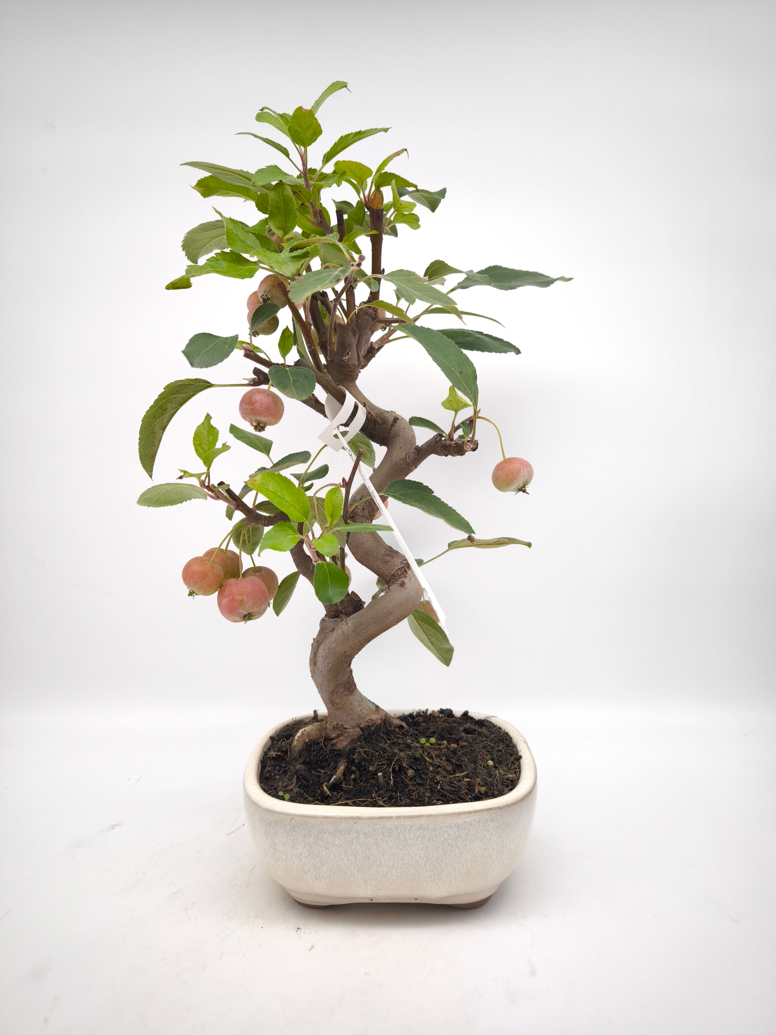 Chinesischer Apfel - Malus spectabilis, 8 Jahre, Bonsai/ Rohling