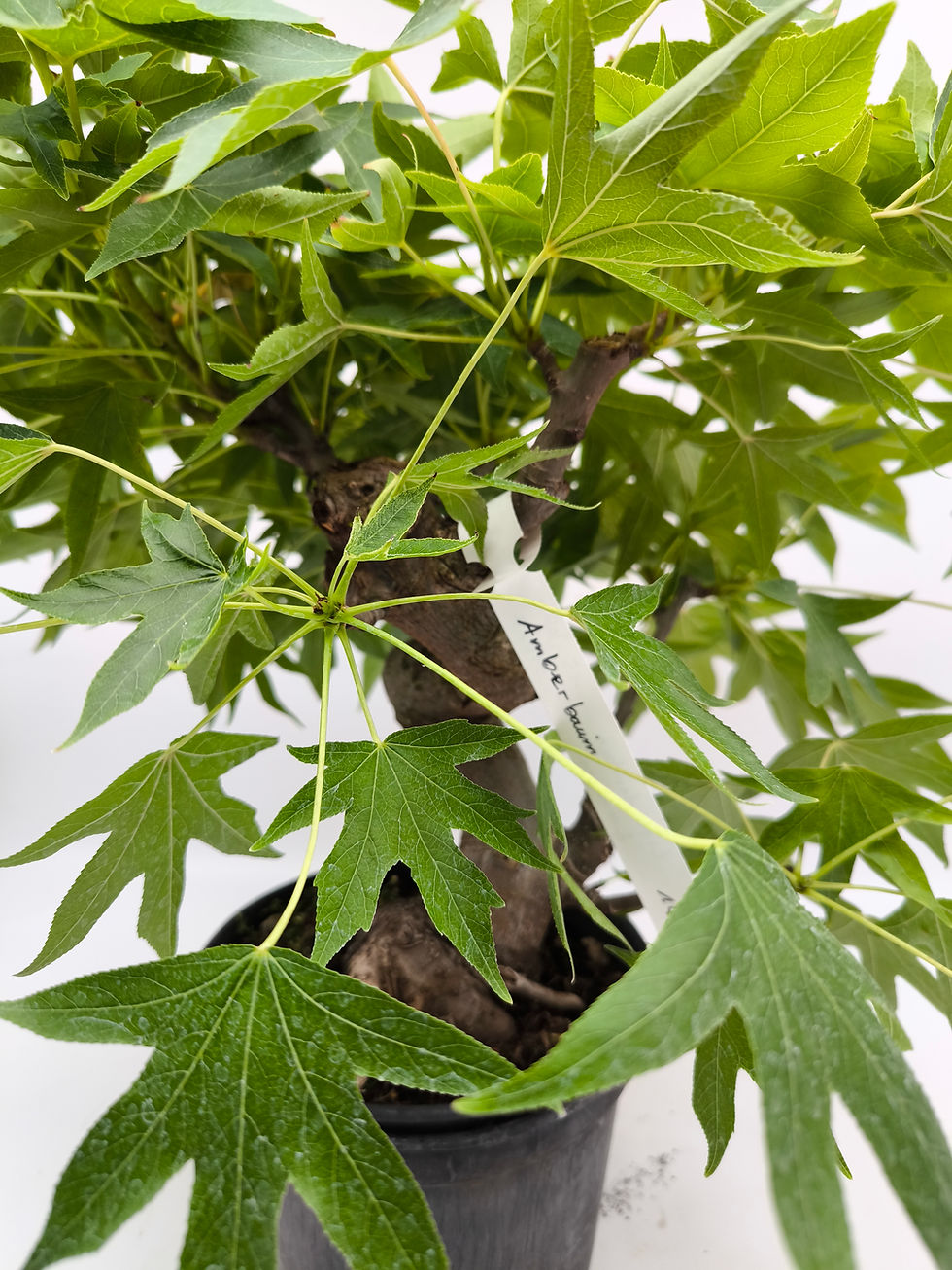 Miniaturbild: Amberbaum - Liquidambar formosana, Bonsai/ Rohling