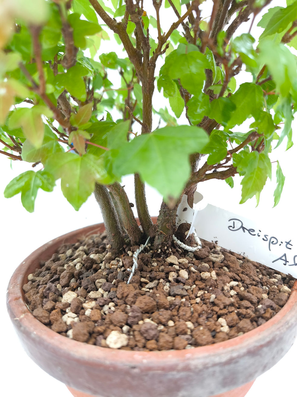 Miniaturbild: Dreispitz-Ahorn - Acer buergerianum, Bonsai/ Shohin