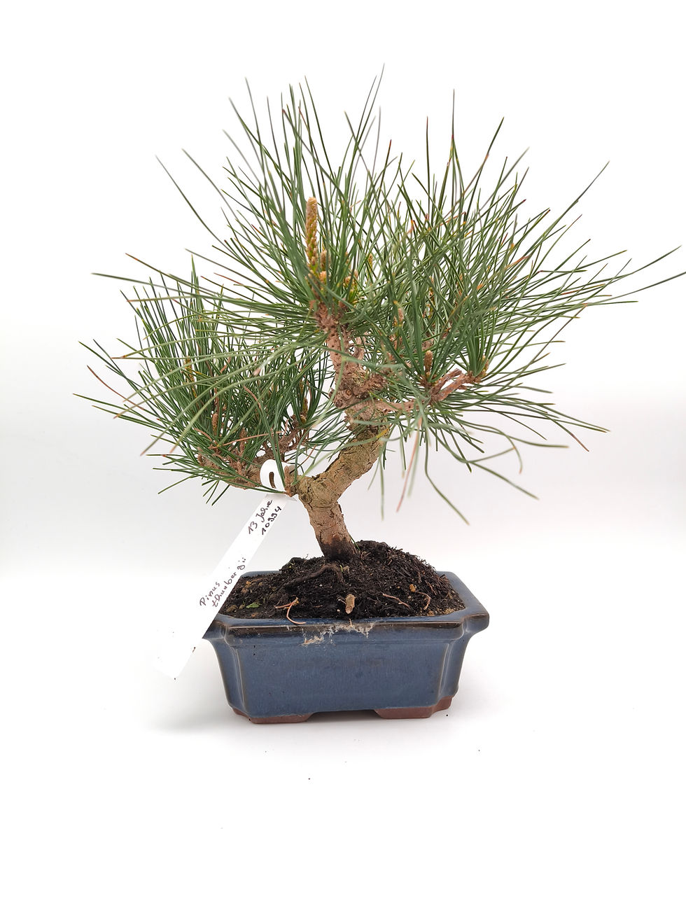 Japanische Schwarzkiefer - Pinus thunbergii, 13 Jahre, Bonsai/ Rohling