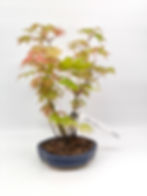 Fächerahorn - Acer palmatum, Bonsai/ Rohling