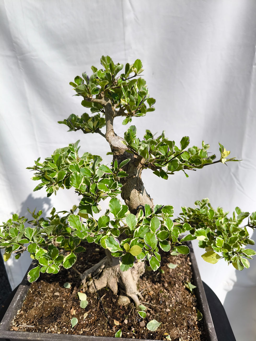 Miniaturbild: Buntblättrige Taubenbeere - Duranta repens variegata, 25 Jahre, Bonsai/ Rohling