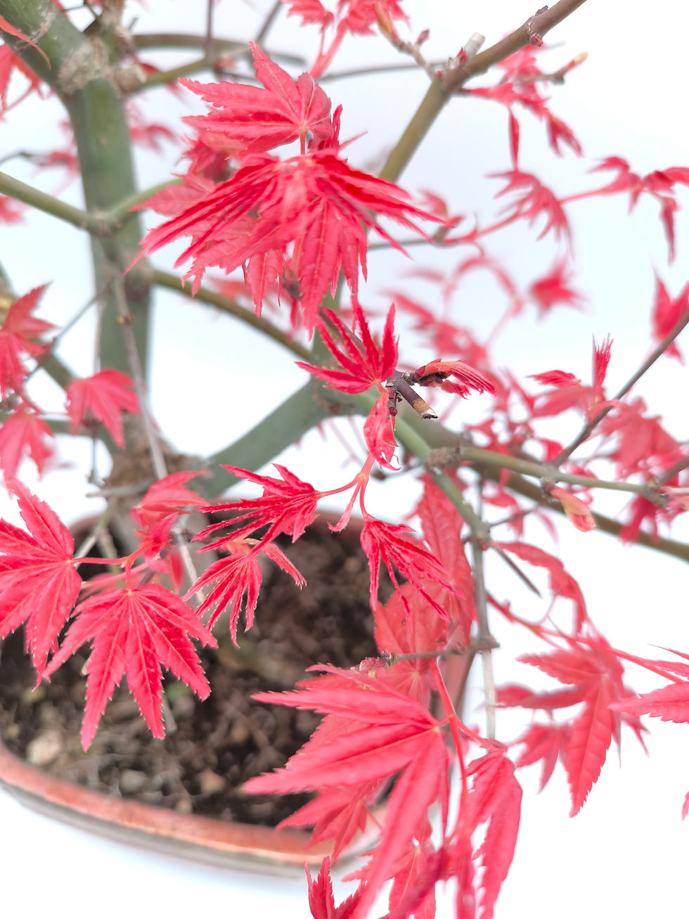 Miniaturbild: Rotaustreibender Fächerahorn - Acer palmatum 'Deshojo', 14 Jahre, Bonsai/Rohling