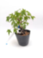 Fächerahorn - Acer palmatum, Bonsai/ Rohling