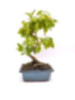 Taubenbeere – Duranta repens, 8 Jahre, Bonsai/ Rohling