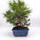 Miniaturbild: Aleppo-Kiefer - Pinus halepensis, 11 Jahre, Bonsai/ Rohware