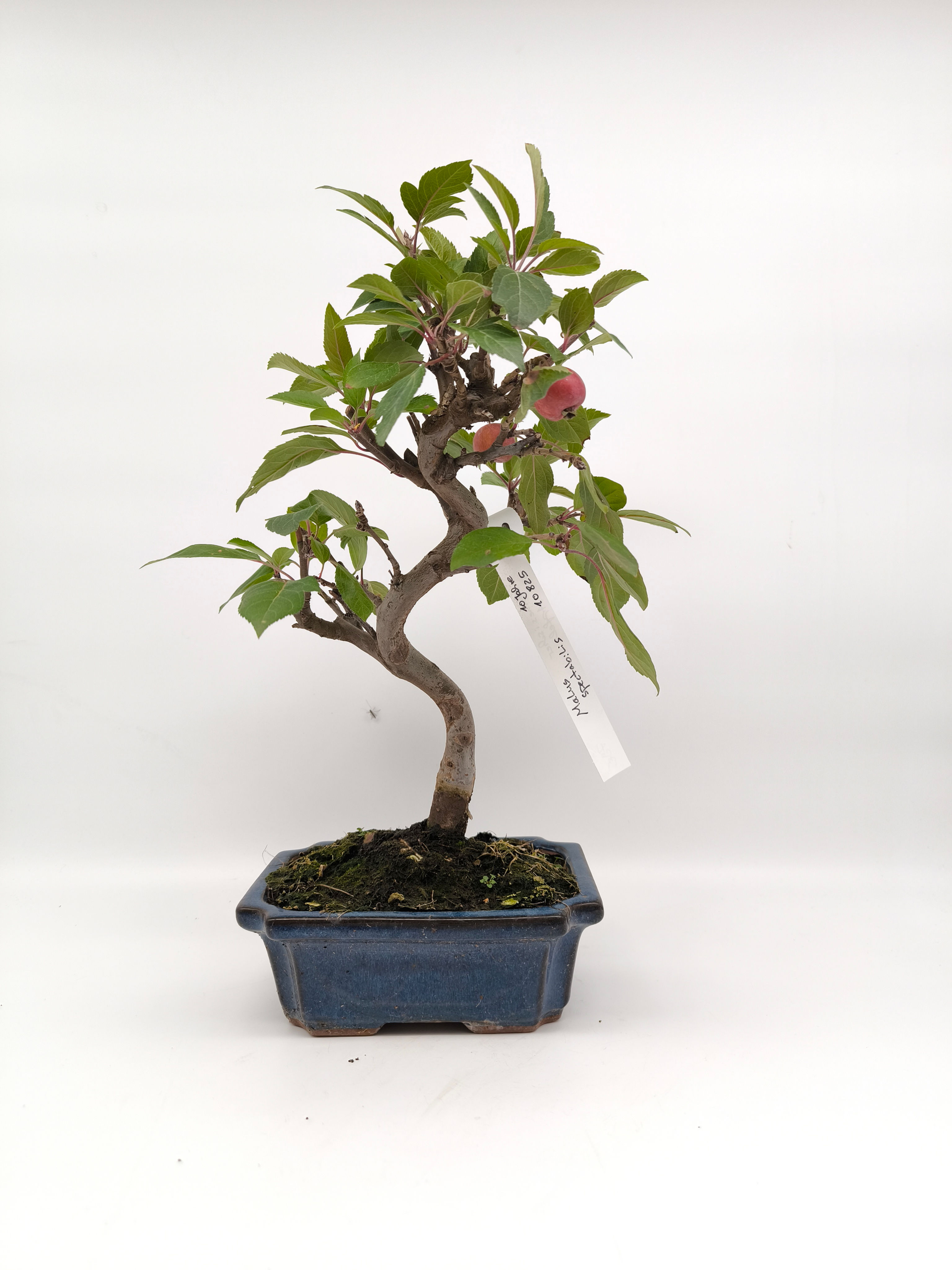 Chinesischer Apfel - Malus spectabilis, 10 Jahre, Bonsai/ Rohling