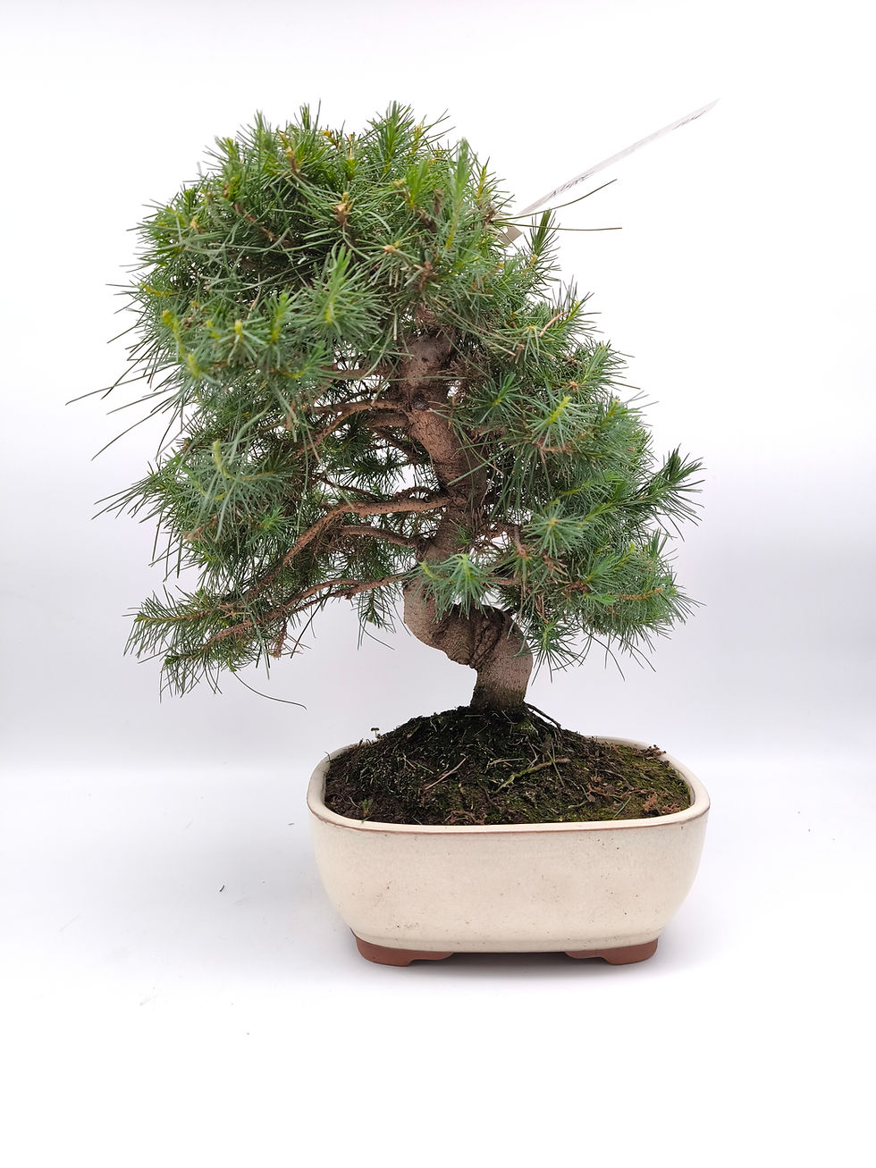 Aleppo-Kiefer - Pinus halepensis, 13 Jahre, Bonsai/ Rohware