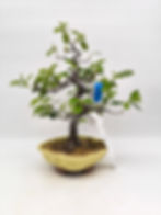 Holzquitte - Pseudocydonia sinensis, Bonsai/ Rohling