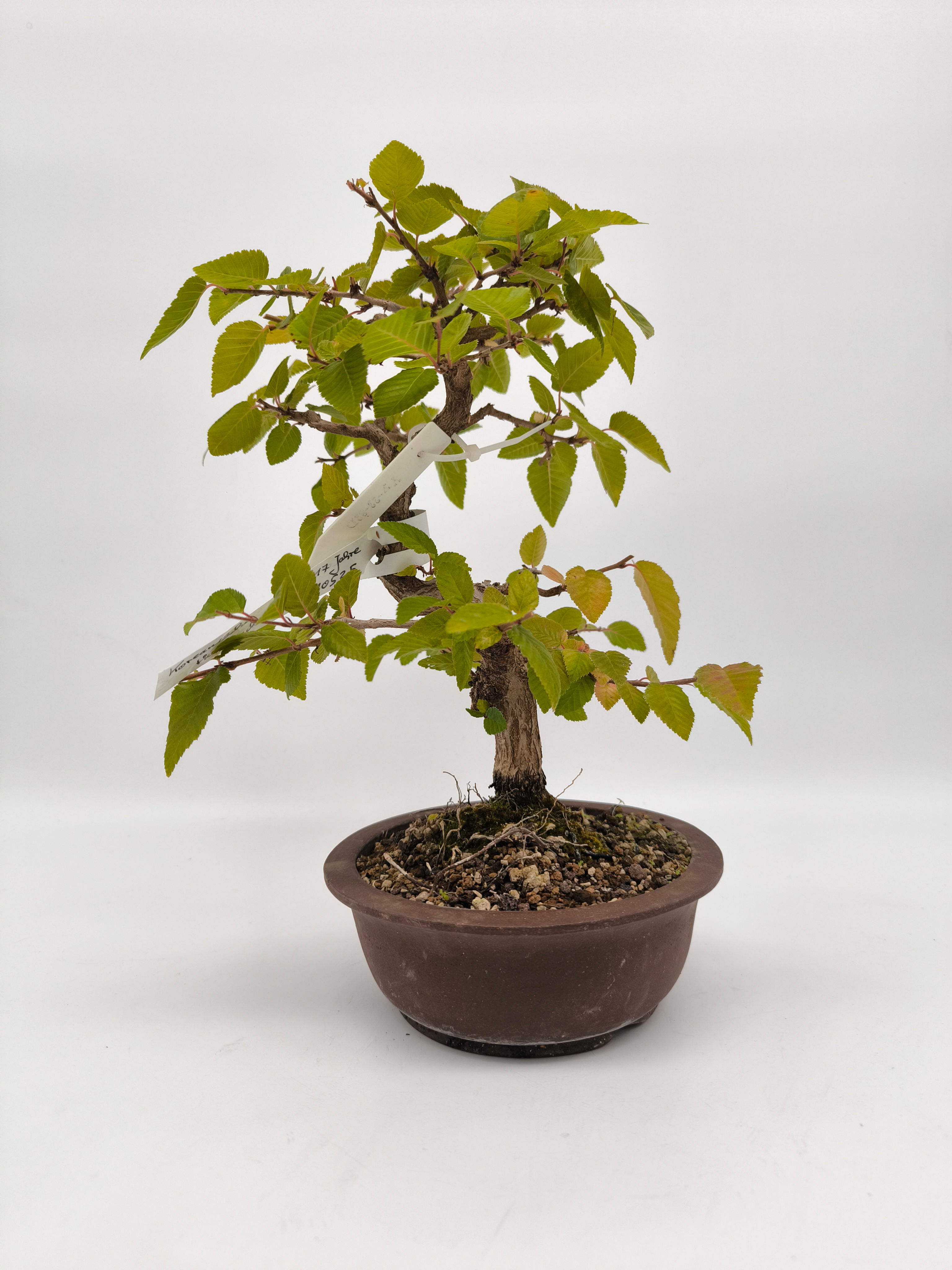 Koreanische Hainbuche - Carpinus coreana, 17 Jahre, Bonsai/ Rohling