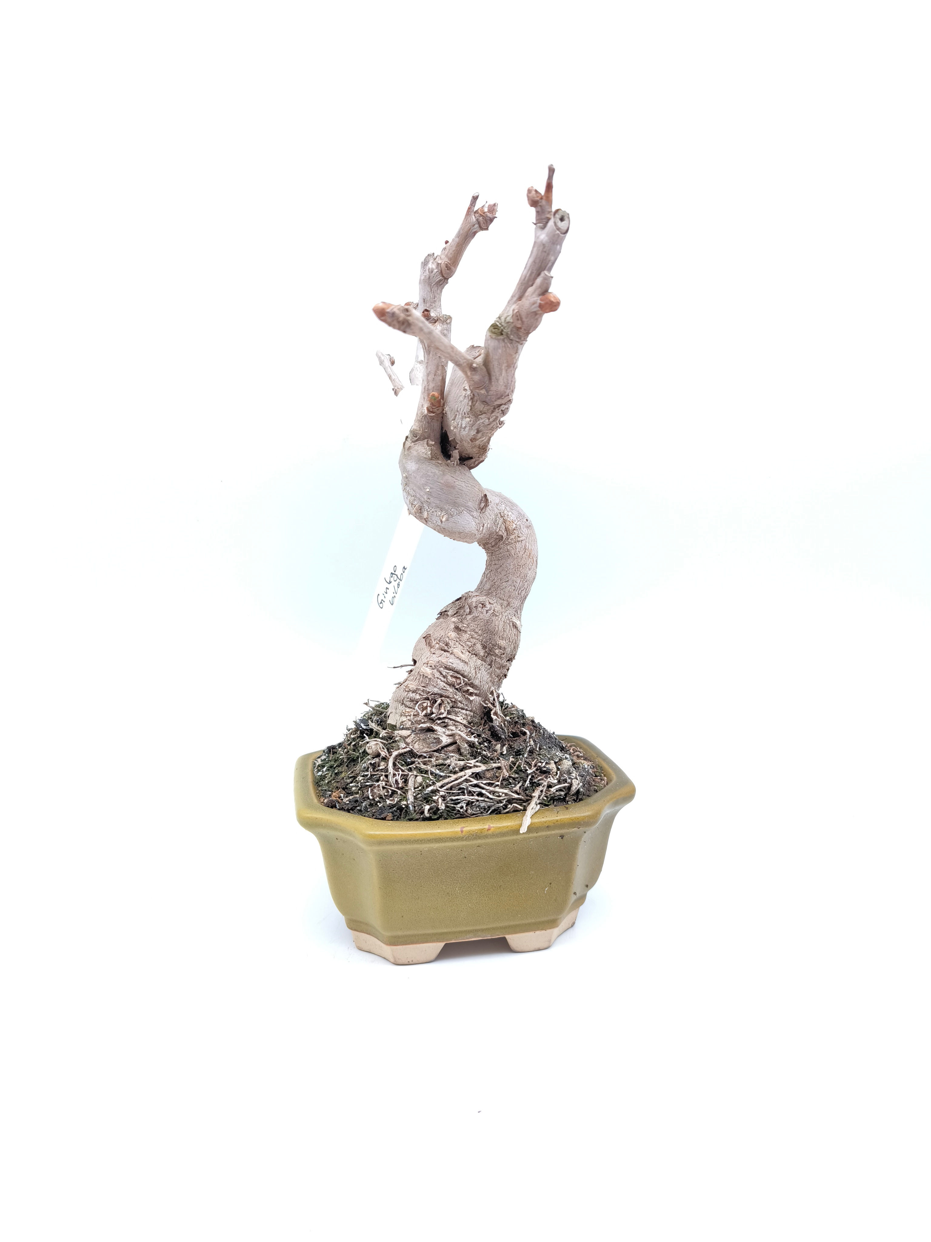 Ginkgo - Ginkgo biloba, 13 Jahre, Bonsai/ Shohin