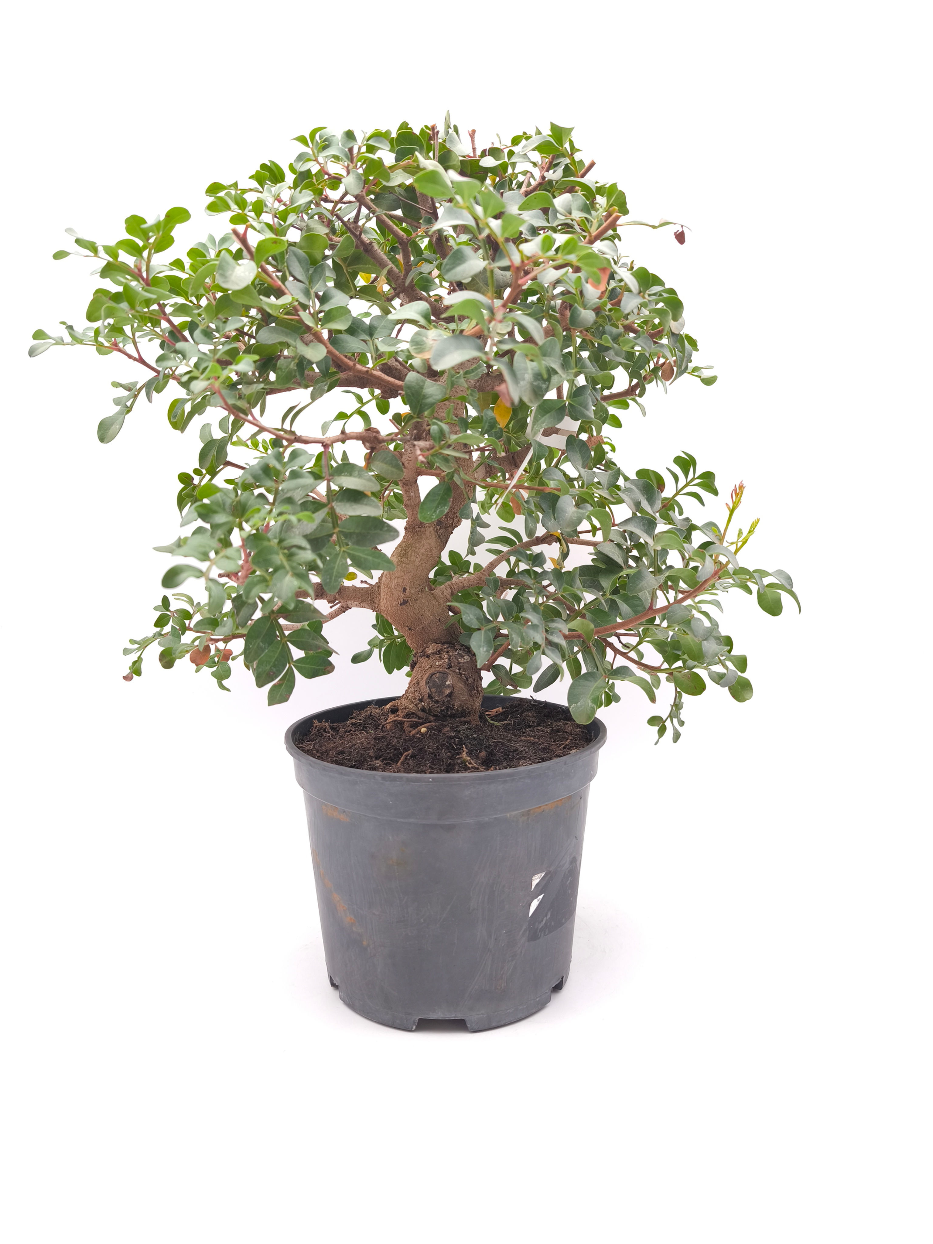 Wilde Pistazie, Mastixstrauch - Pistacia lentiscus, 13 Jahre, Bonsai/ Rohling