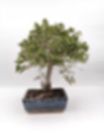 Chinesische Ulme - Zelkova parvifolia, 9 Jahre, Bonsai/ Rohling