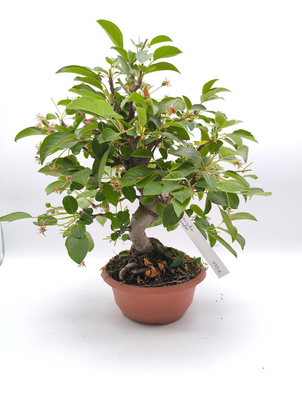 Chinesischer Apfel - Malus spectabilis, 16 Jahre, Bonsai/ Rohling