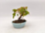 Dreispitz-Ahorn - Acer buergerianum, Bonsai/ Shohin