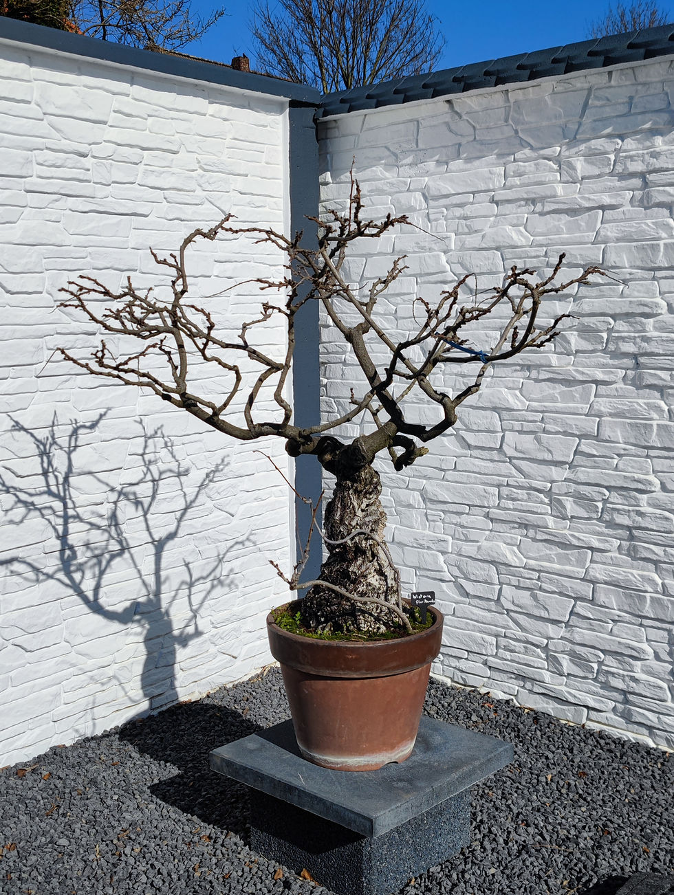 Miniaturbild: Japanischer Blauregen - Wisteria floribunda als beeindruckender Vater-Sohn-Bonsai mit rosa und blauen Blüten, Winterbild.