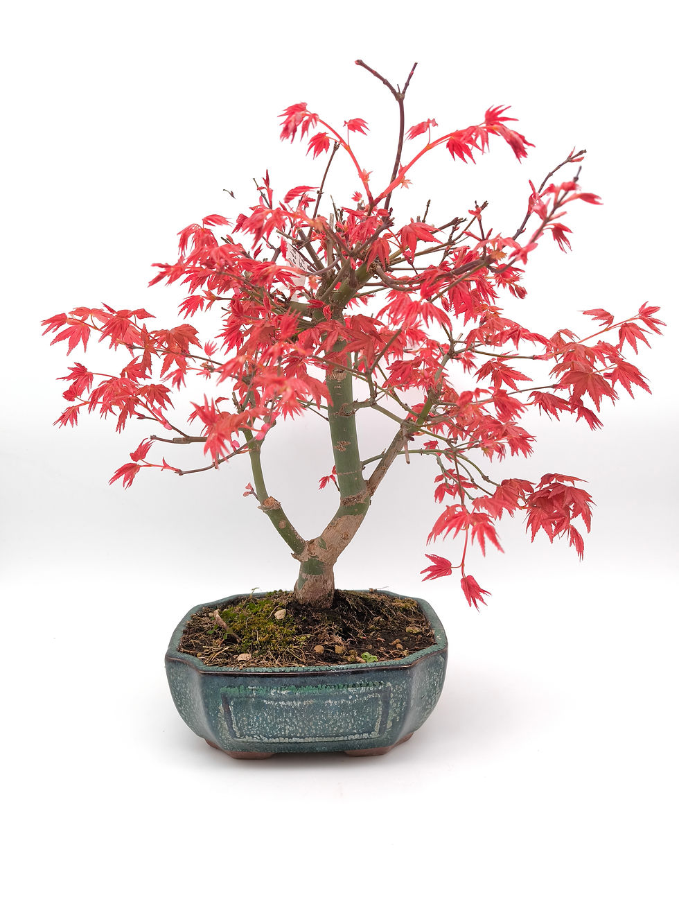 Rotaustreibender Fächerahorn - Acer palmatum 'Deshojo', 14 Jahre, Bonsai/Rohling
