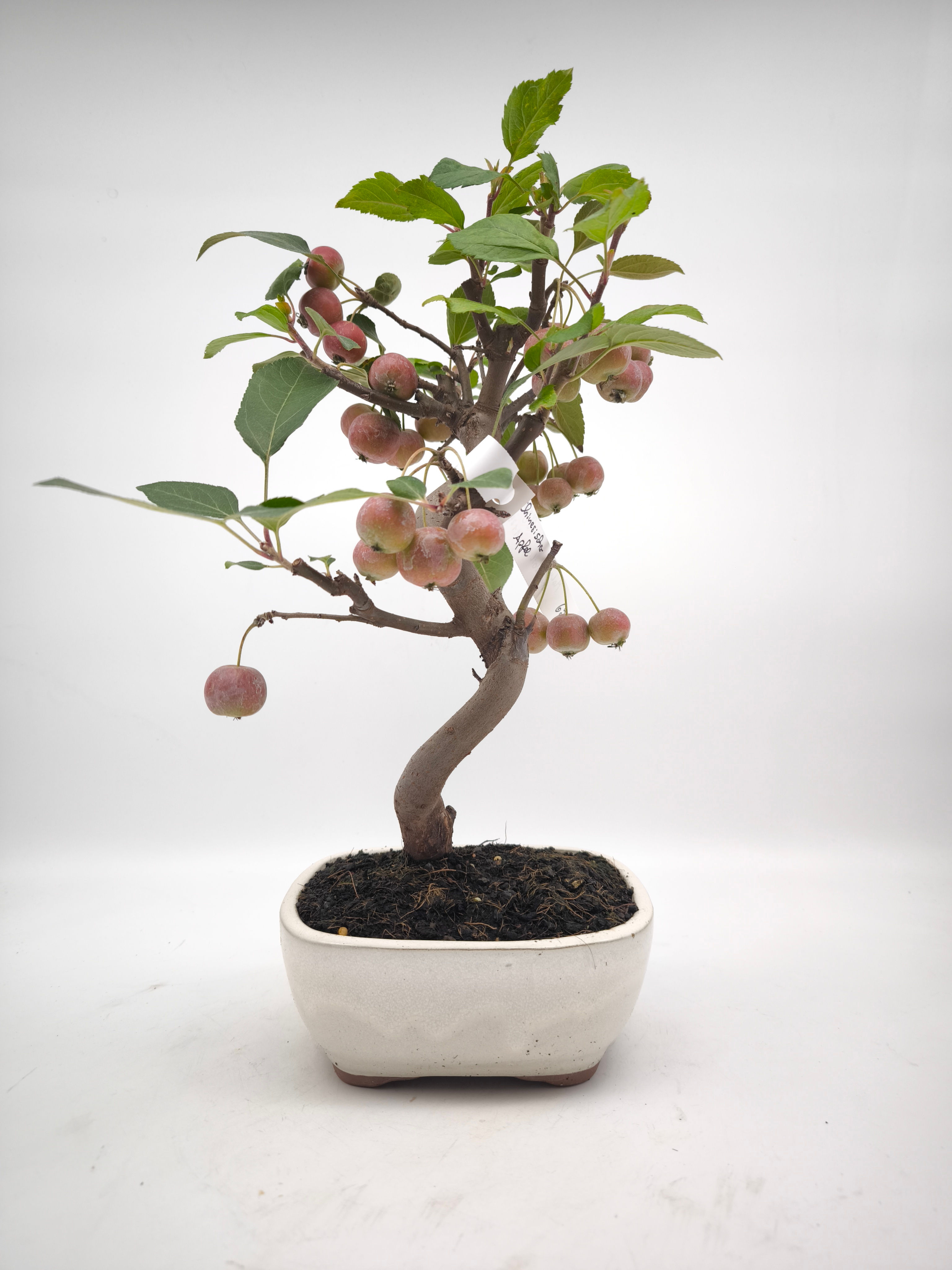 Chinesischer Apfel - Malus spectabilis, 8 Jahre, Bonsai/ Rohling