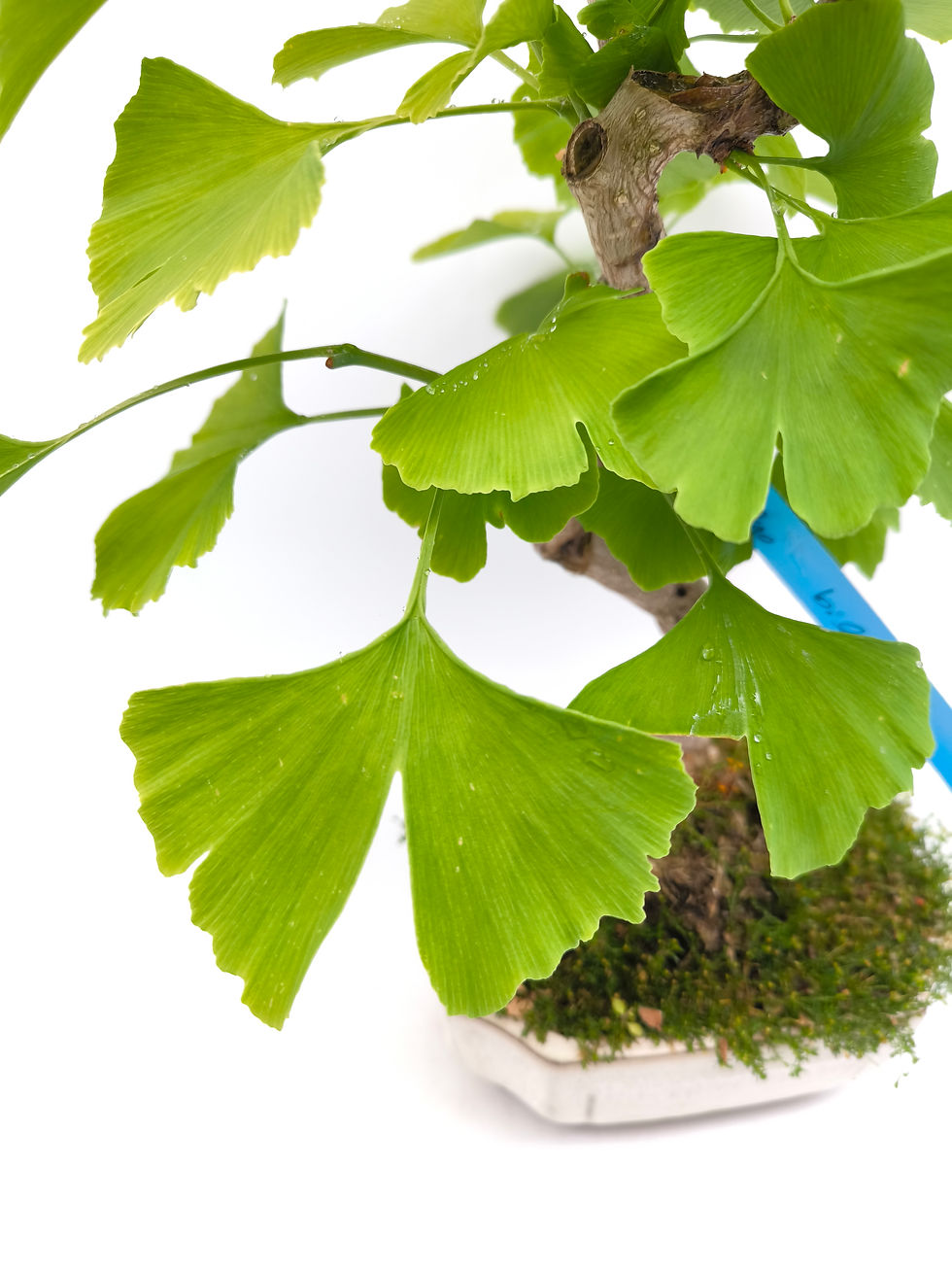 Miniaturbild: Ginkgo - Ginkgo biloba, 11 Jahre, Bonsai/ Rohling