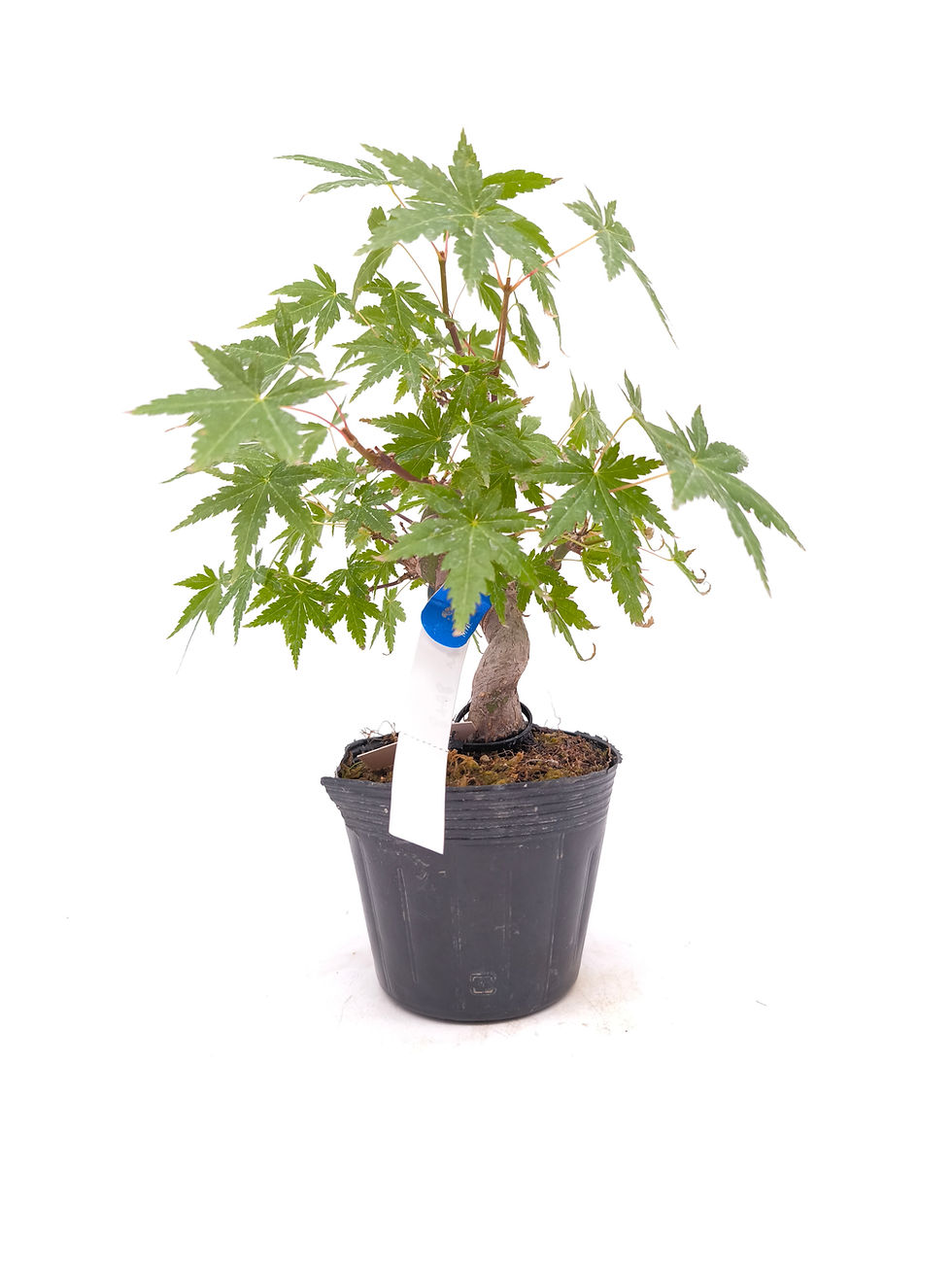 Fächerahorn - Acer palmatum, Bonsai/ Rohling