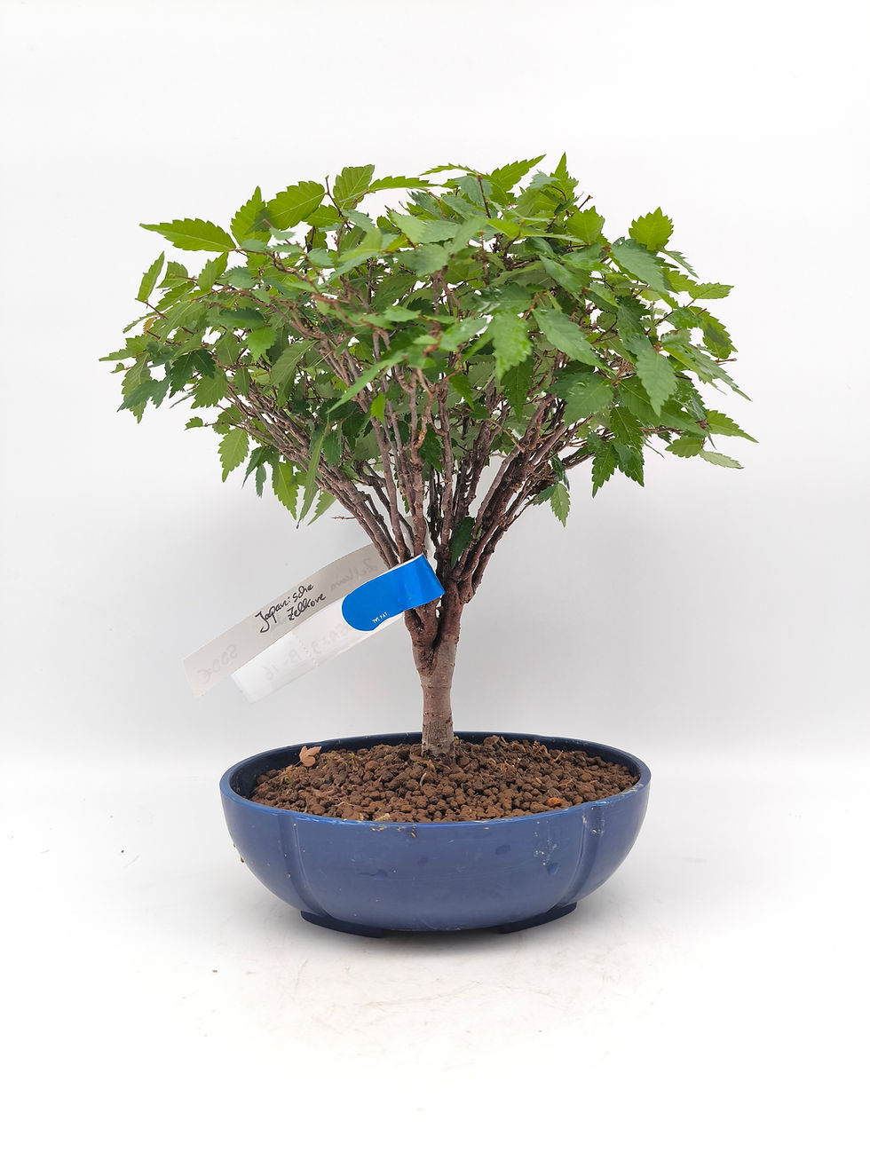 Japanische Zelkove - Zelkova serrata, Bonsai