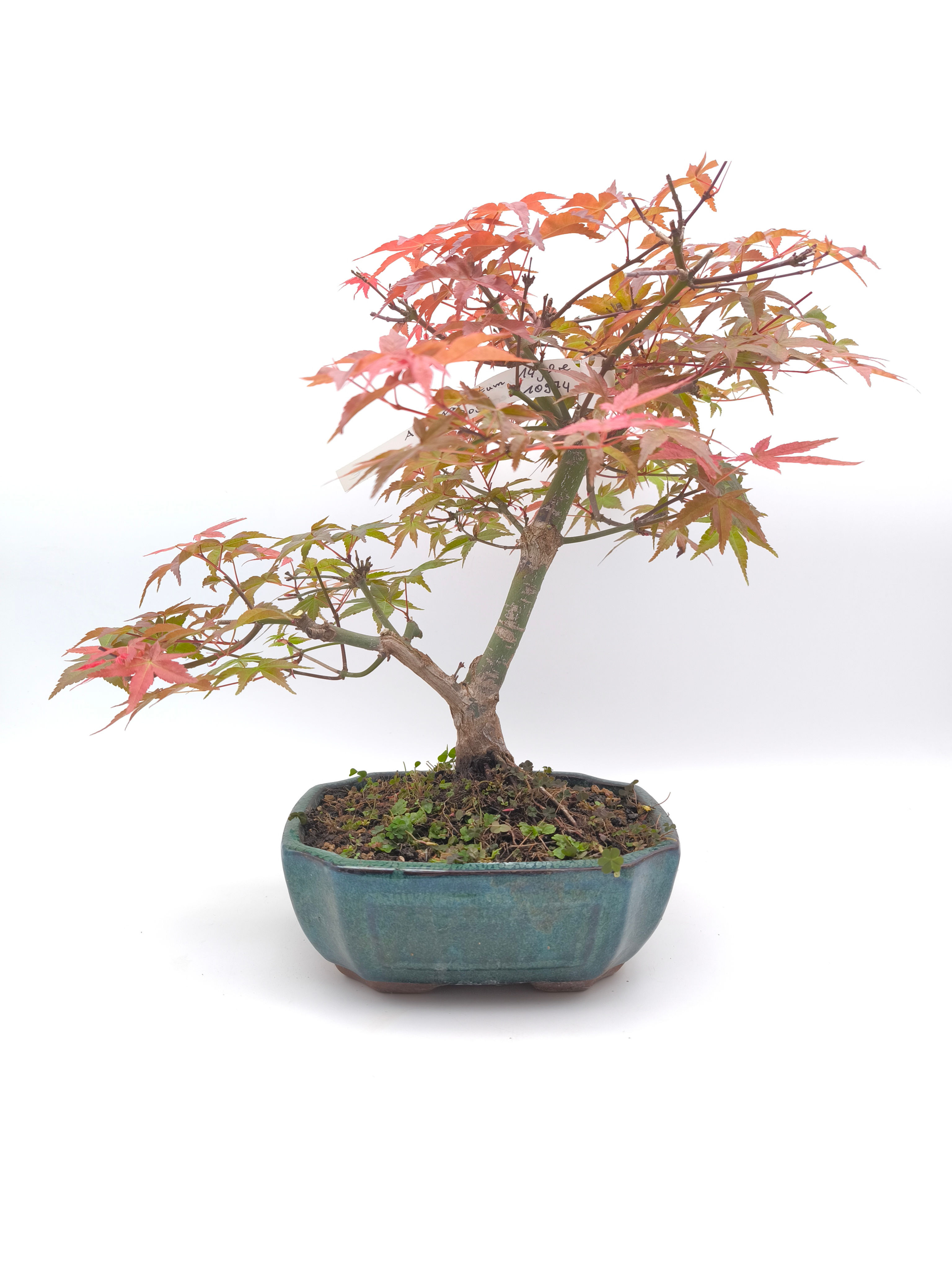 Rotaustreibender Fächerahorn - Acer palmatum 'Deshojo', 14 Jahre, Bonsai