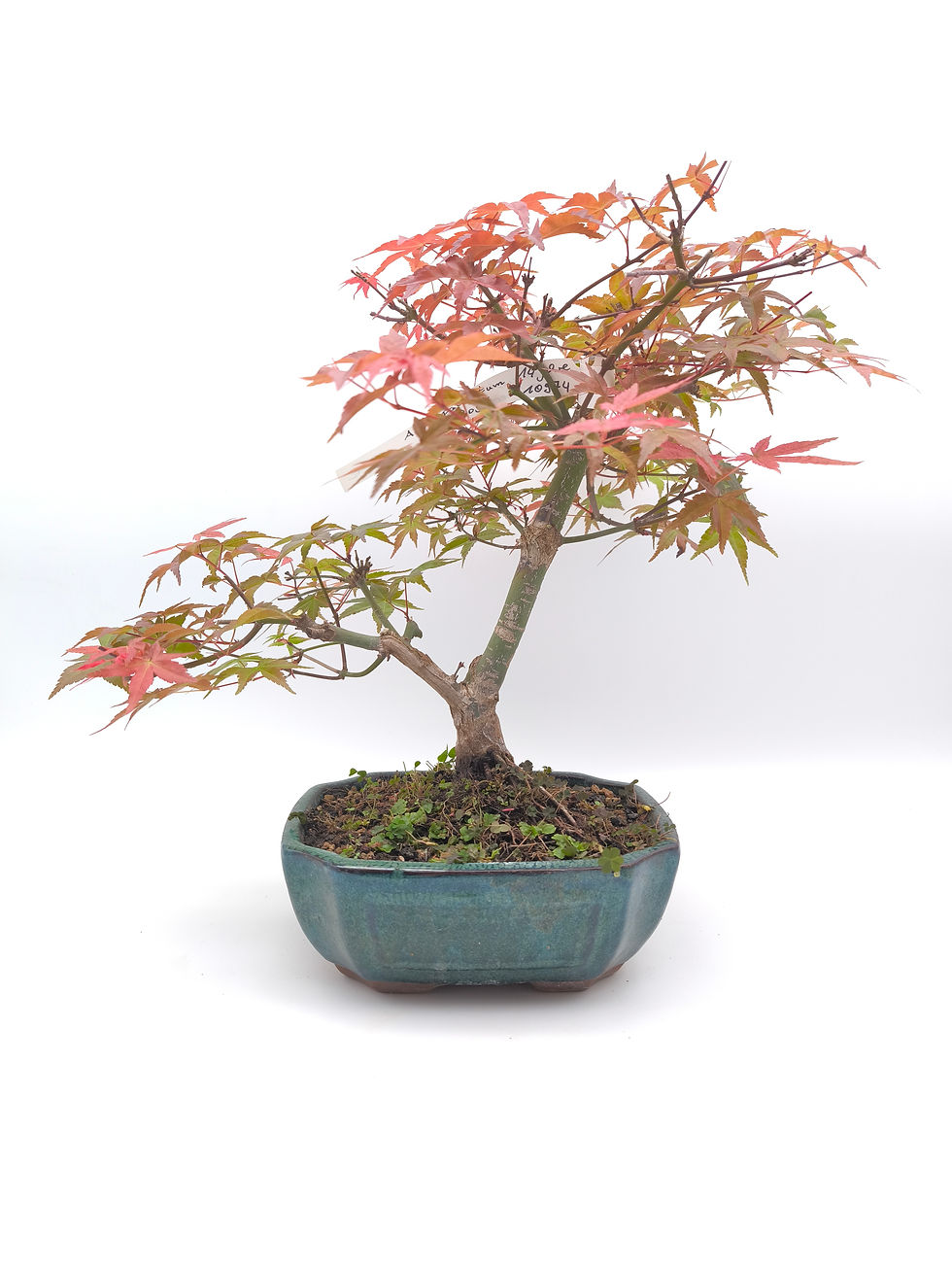 Rotaustreibender Fächerahorn - Acer palmatum 'Deshojo', 14 Jahre, Bonsai